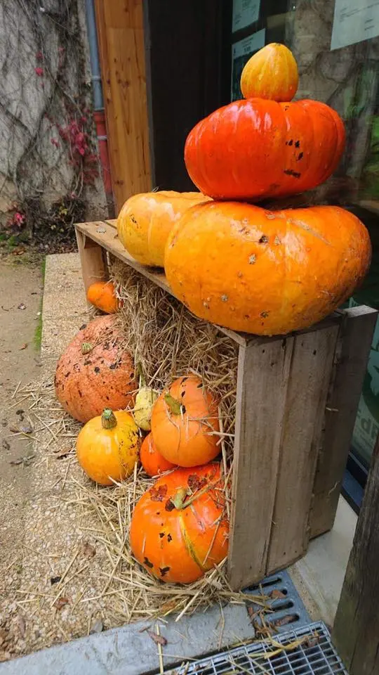 Citrouilles 1