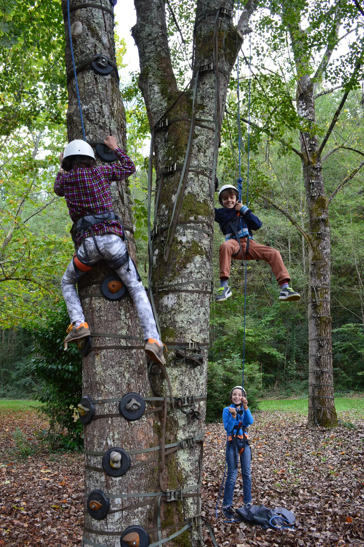 Escalad'arbres