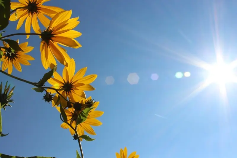 FÊTE DES FLEURS