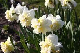Jonquilles