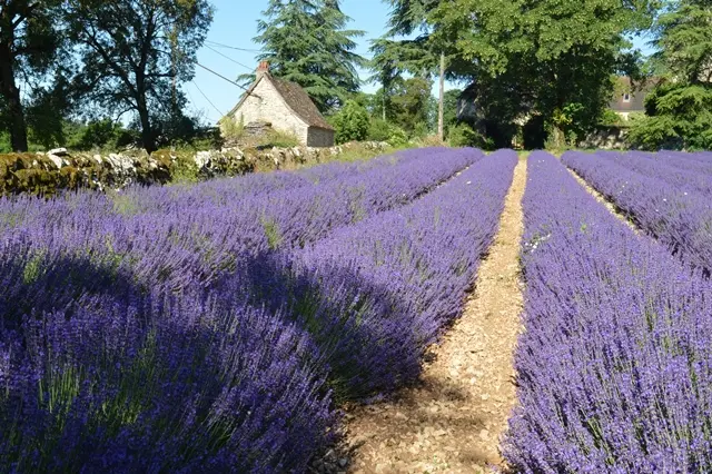 Ferme des Alix - Rocamadour 1 OK