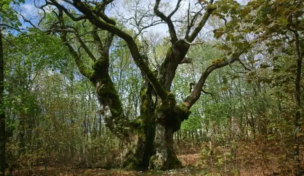 Forêt