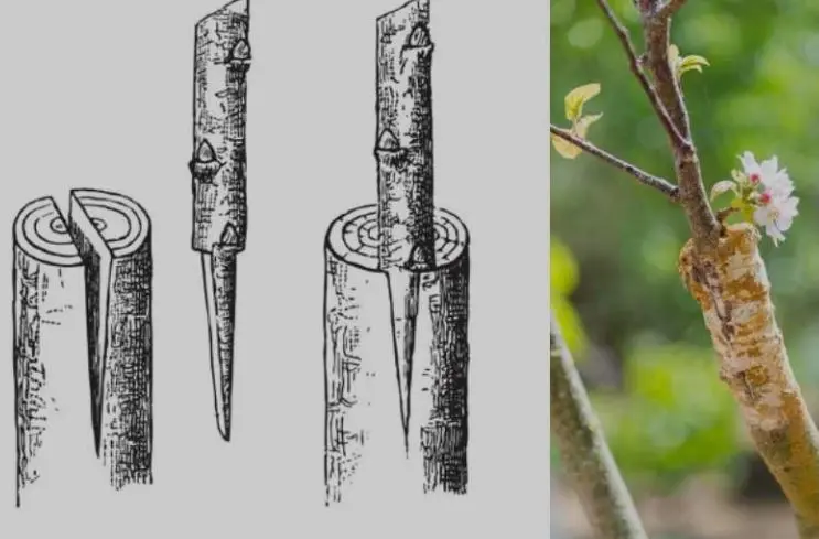 Greffe arbre fruitier