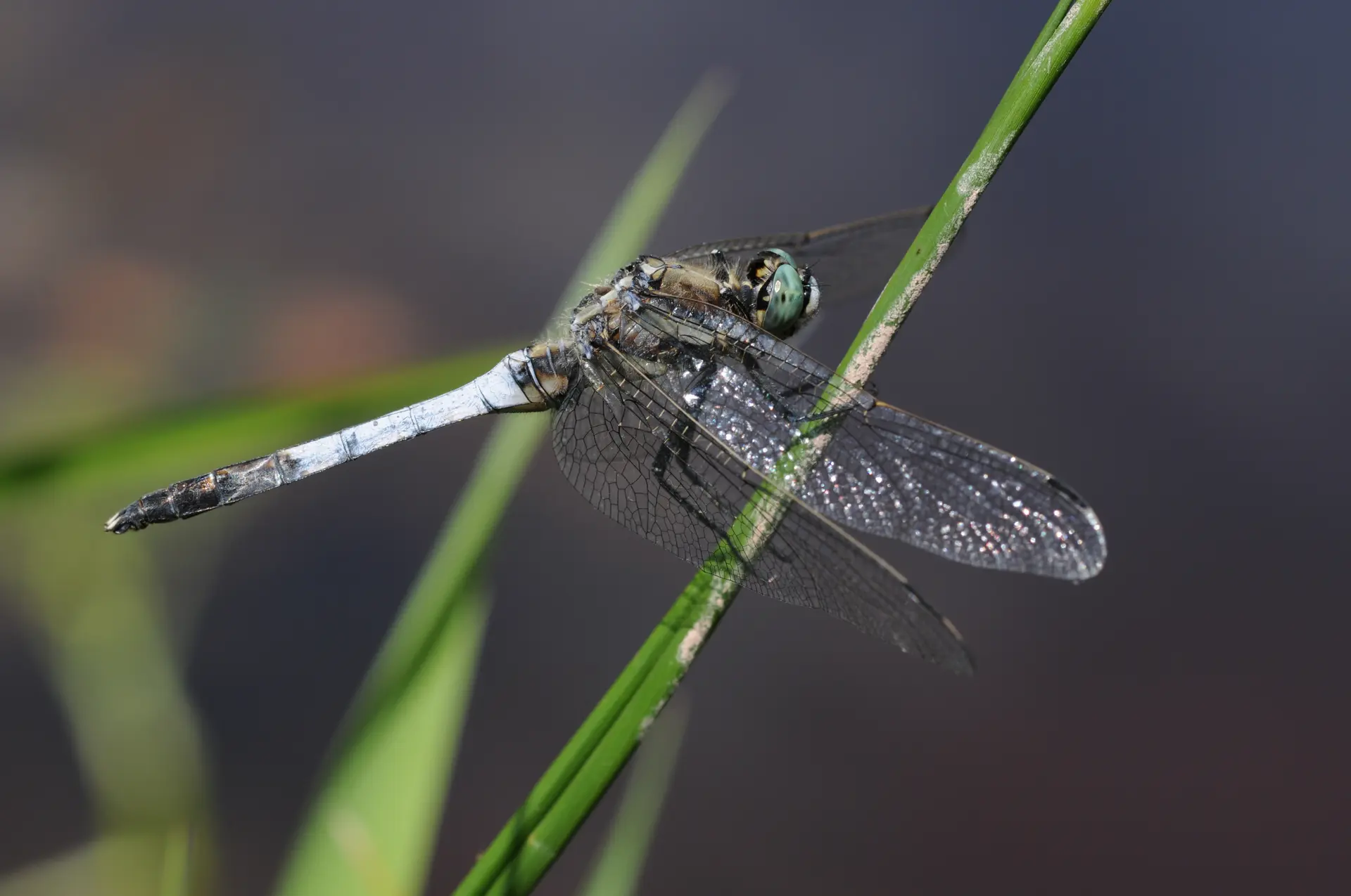 Libellule_Balade Nature_ABC