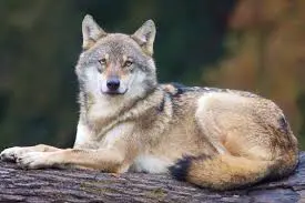 Loup