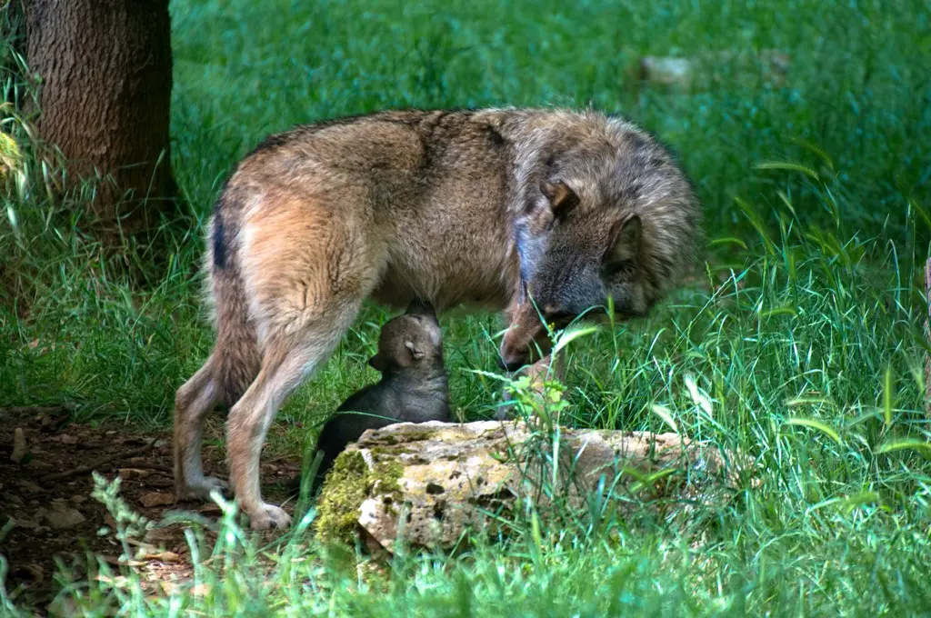 Loups