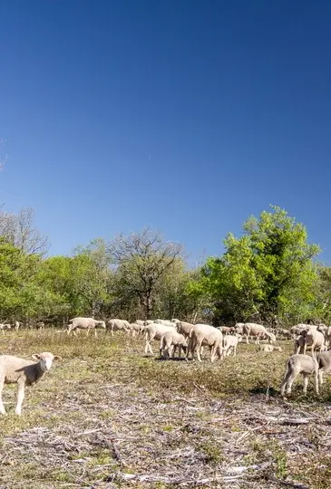 OK- Table-ronde 10 mai Floirac- Moutons sur le Causse © Lot Tourisme C. Novello