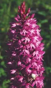 Orchidée du Quercy