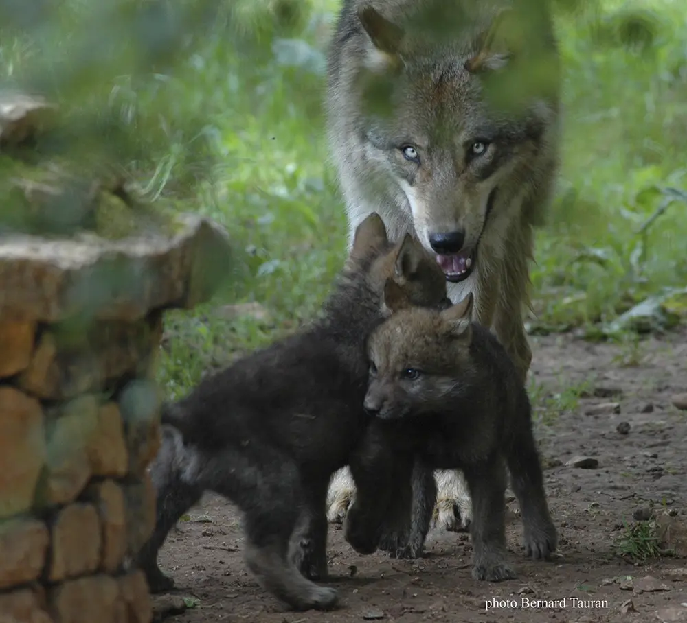 Parc-Animalier-Gramat-Loup