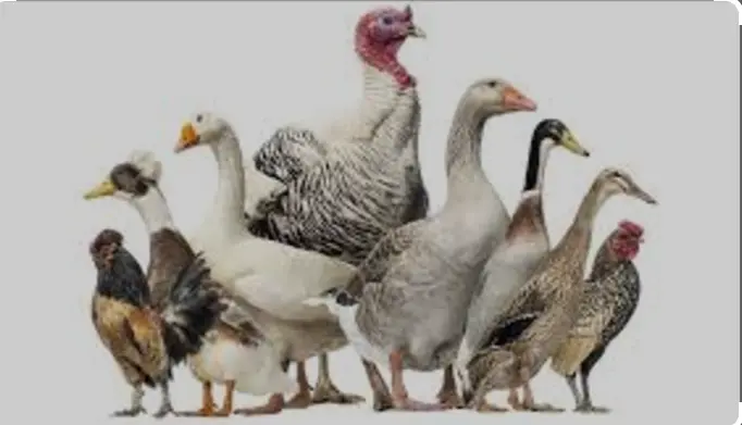 Poule et canard