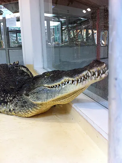 Reptiland_crocodile-nil-nenette2