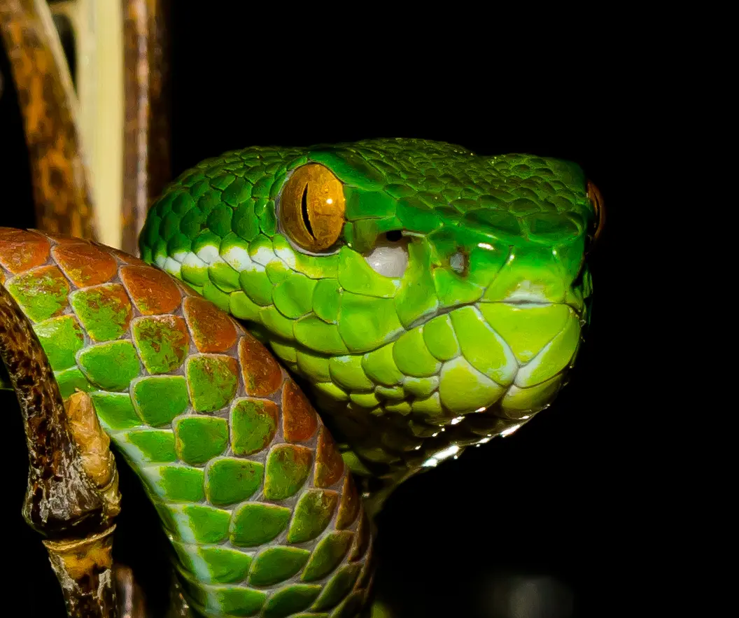 Reptiland_trimé1