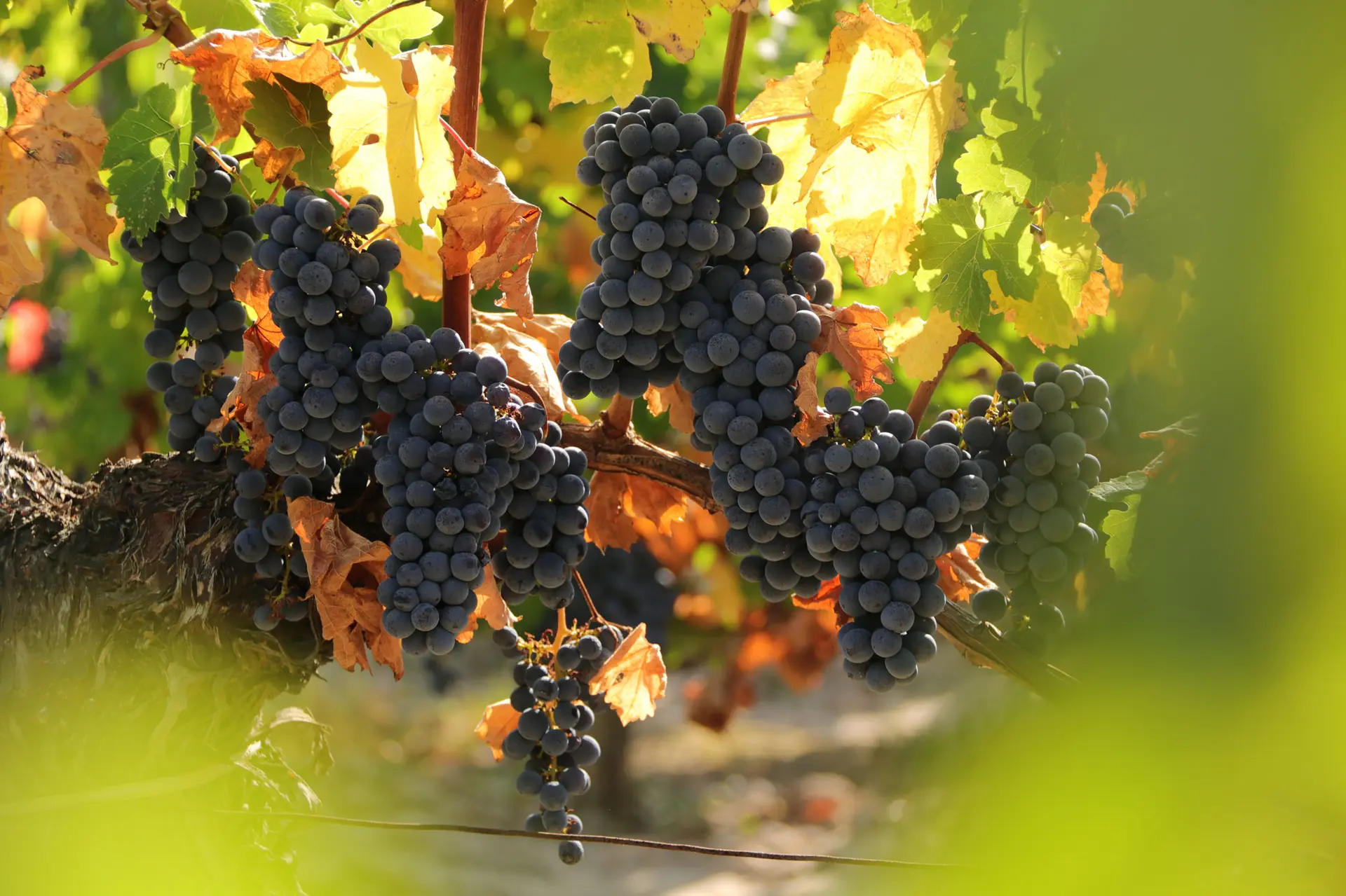 Vignoble-Lalande-de-Fronsac