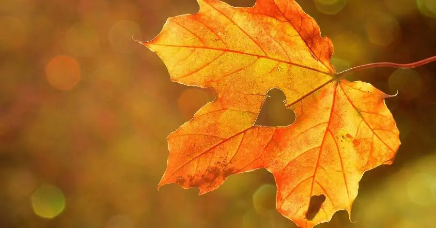 automne
