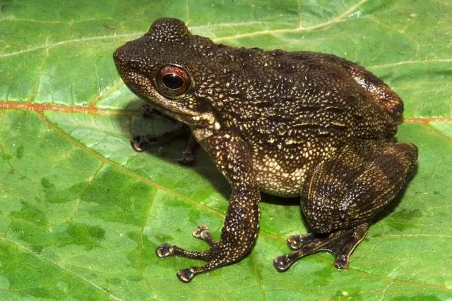 batracien