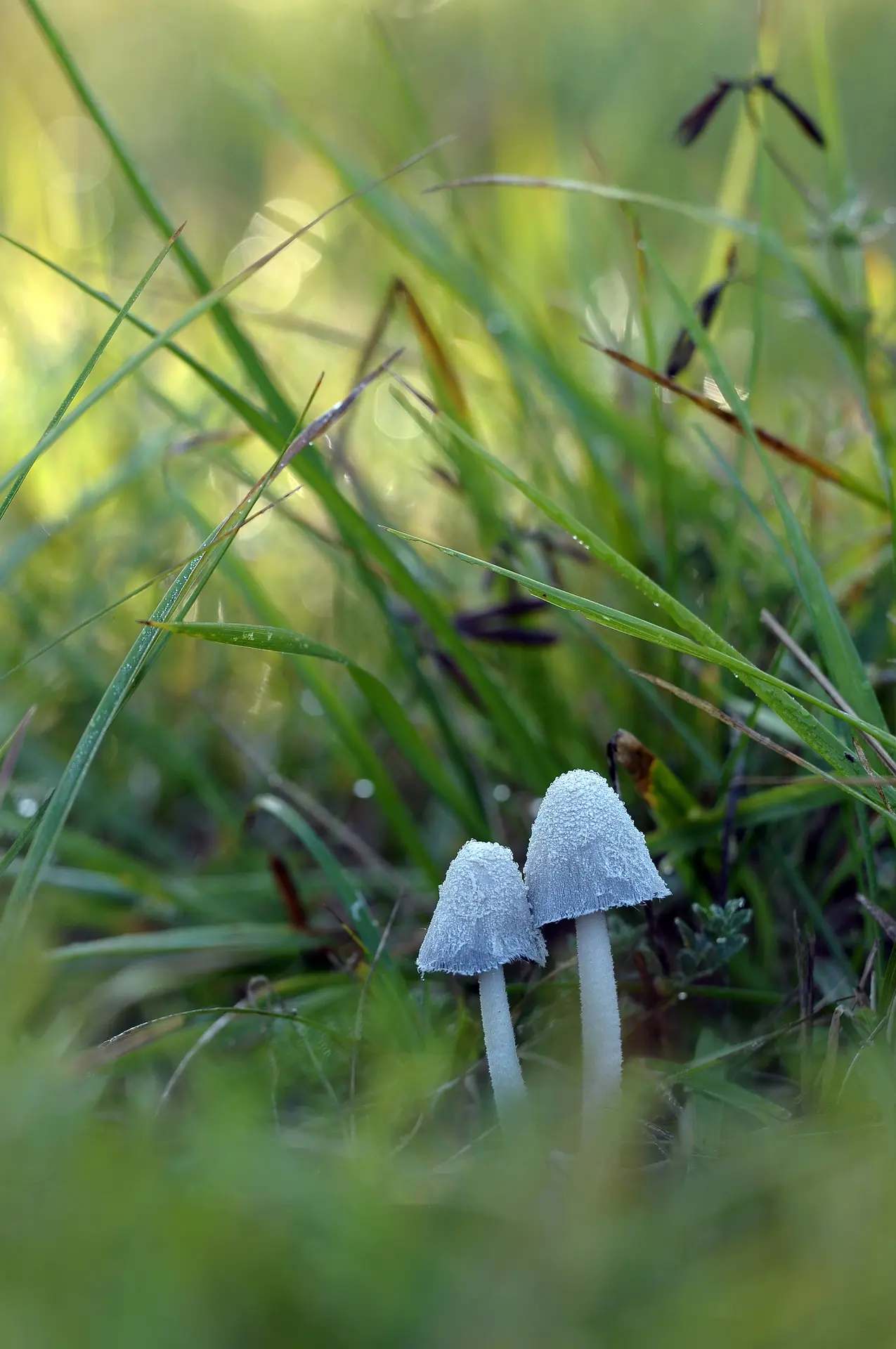 champignons RNR Marais de Bonnefont