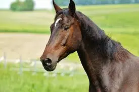 cheval
