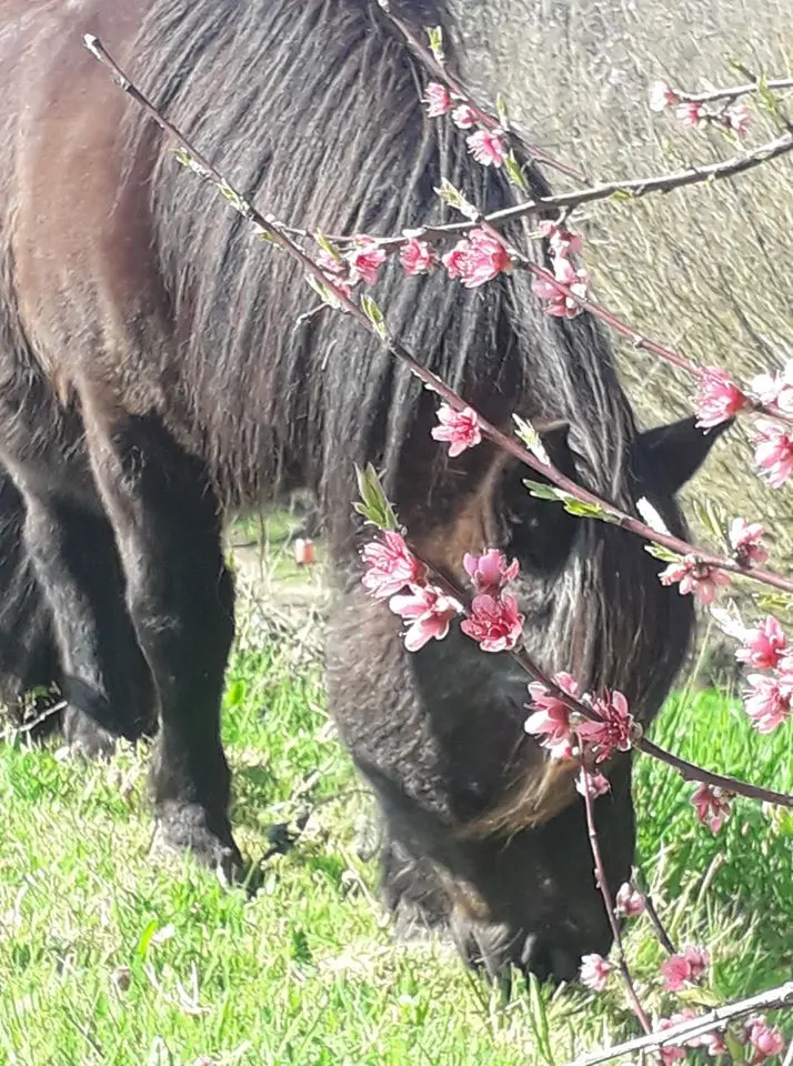 chevaux quawah fleurs