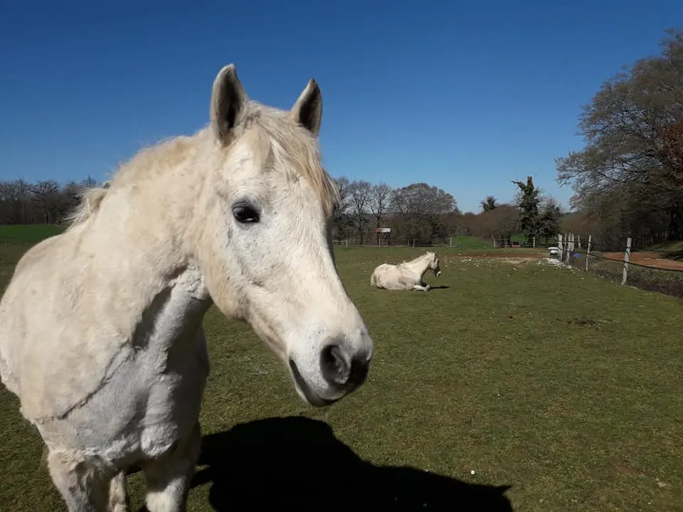 chevaux rock dart au soleil
