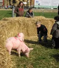 course cochons