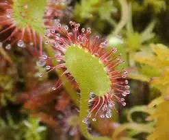 droseria