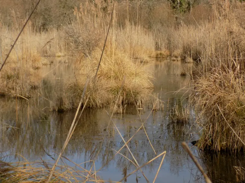 eau libre roselière-Marais de Bonnefont