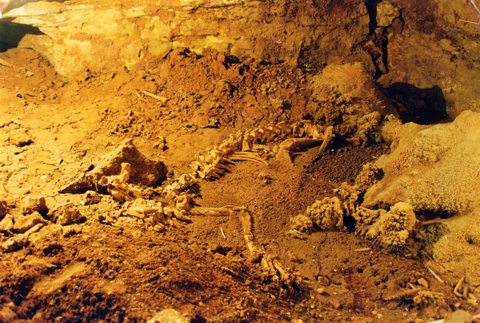 exposition-Lionne des cavernes de Souillac-maison de la paleo