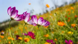 fleurs-troc aux plants