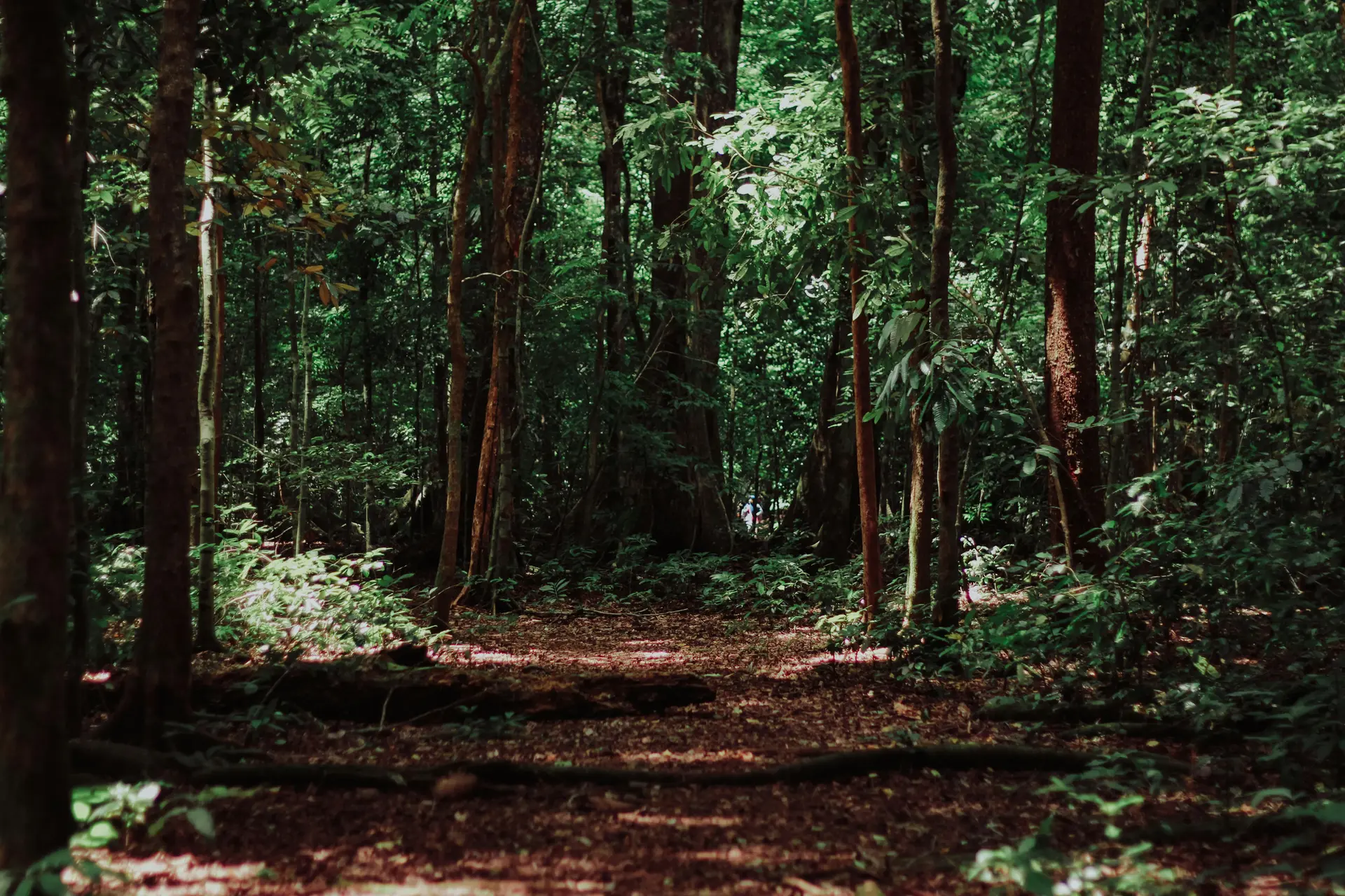 imat-bagja-gumilar-jwTvCQQJXh0-unsplash (1)