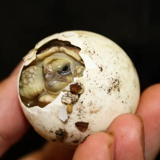 Naissance Centrochelys sulcata