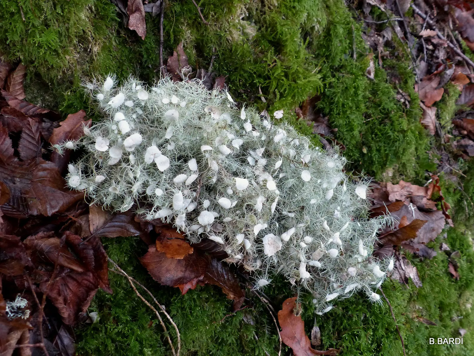 lichen