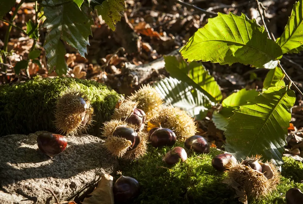 merle parfum automne