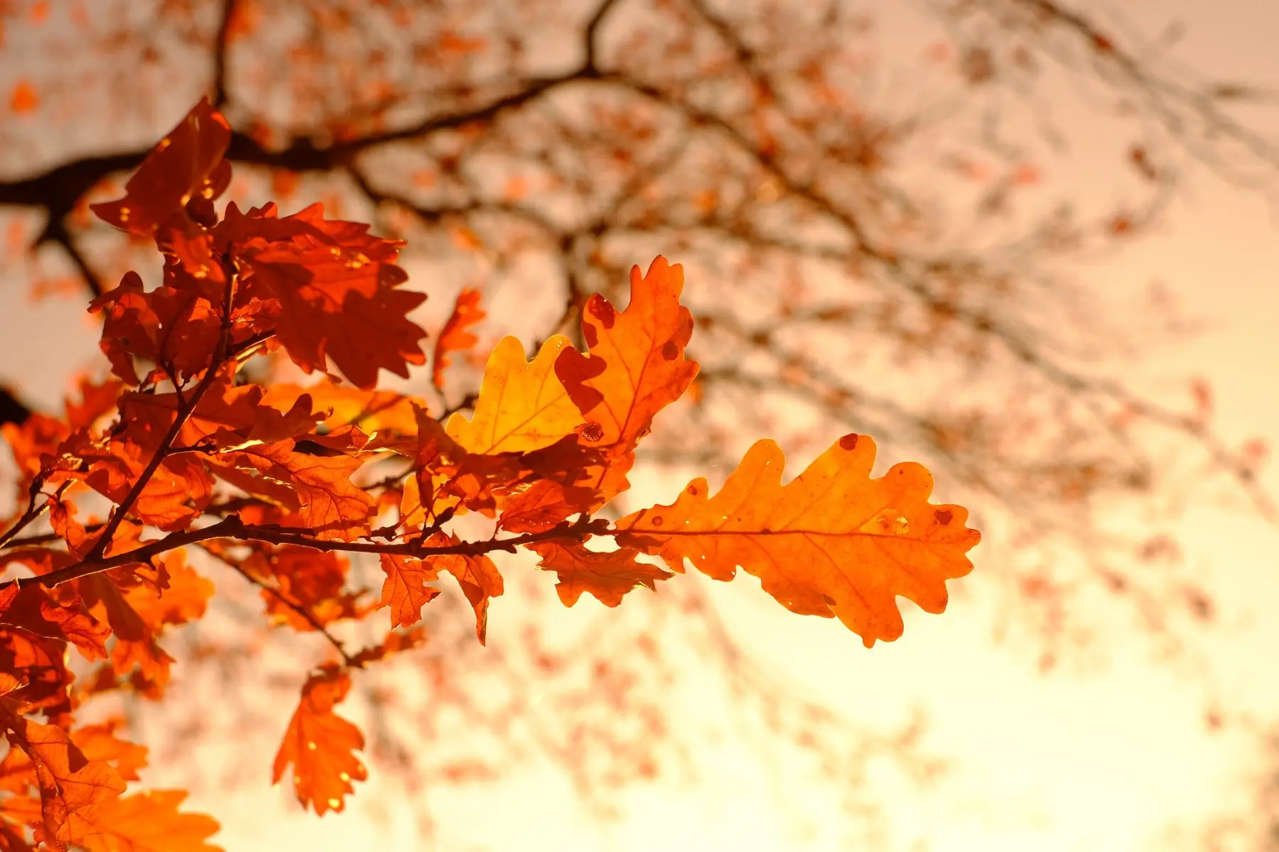 automne