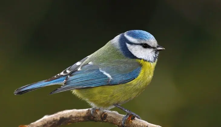 oiseau-mesange-bleue