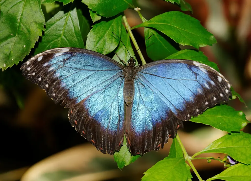 papillon bleu