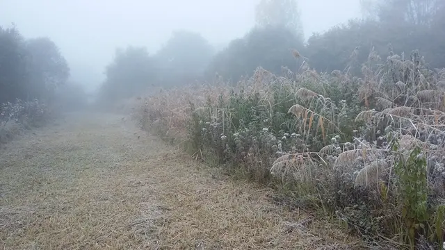 roselière-brouillard-RNR Mayrihnac Lentour