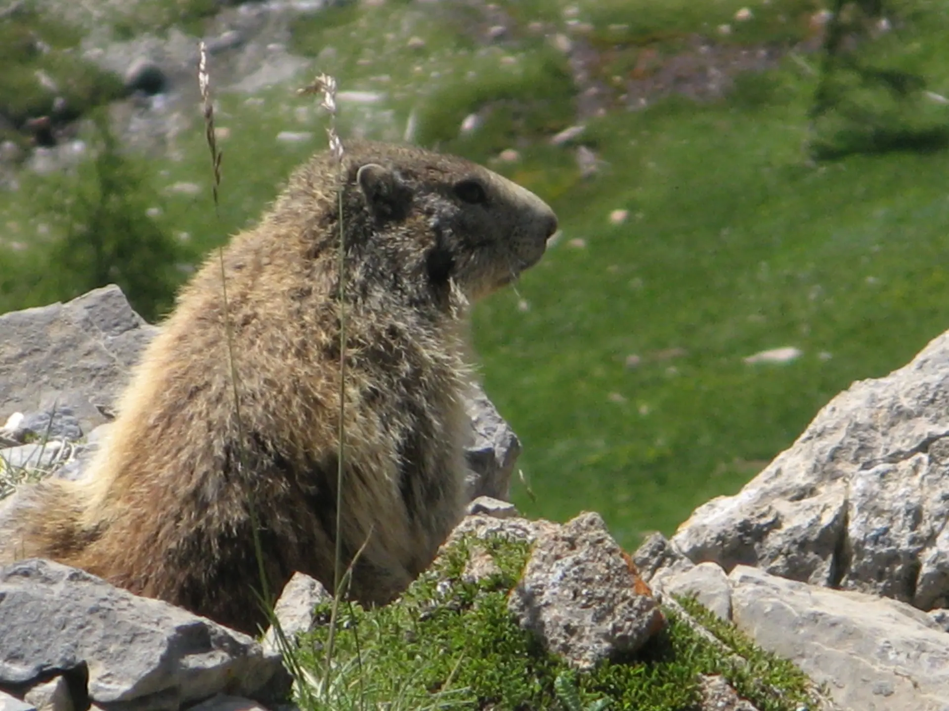 Sortie marmottes à La Pierre Saint-Martin
