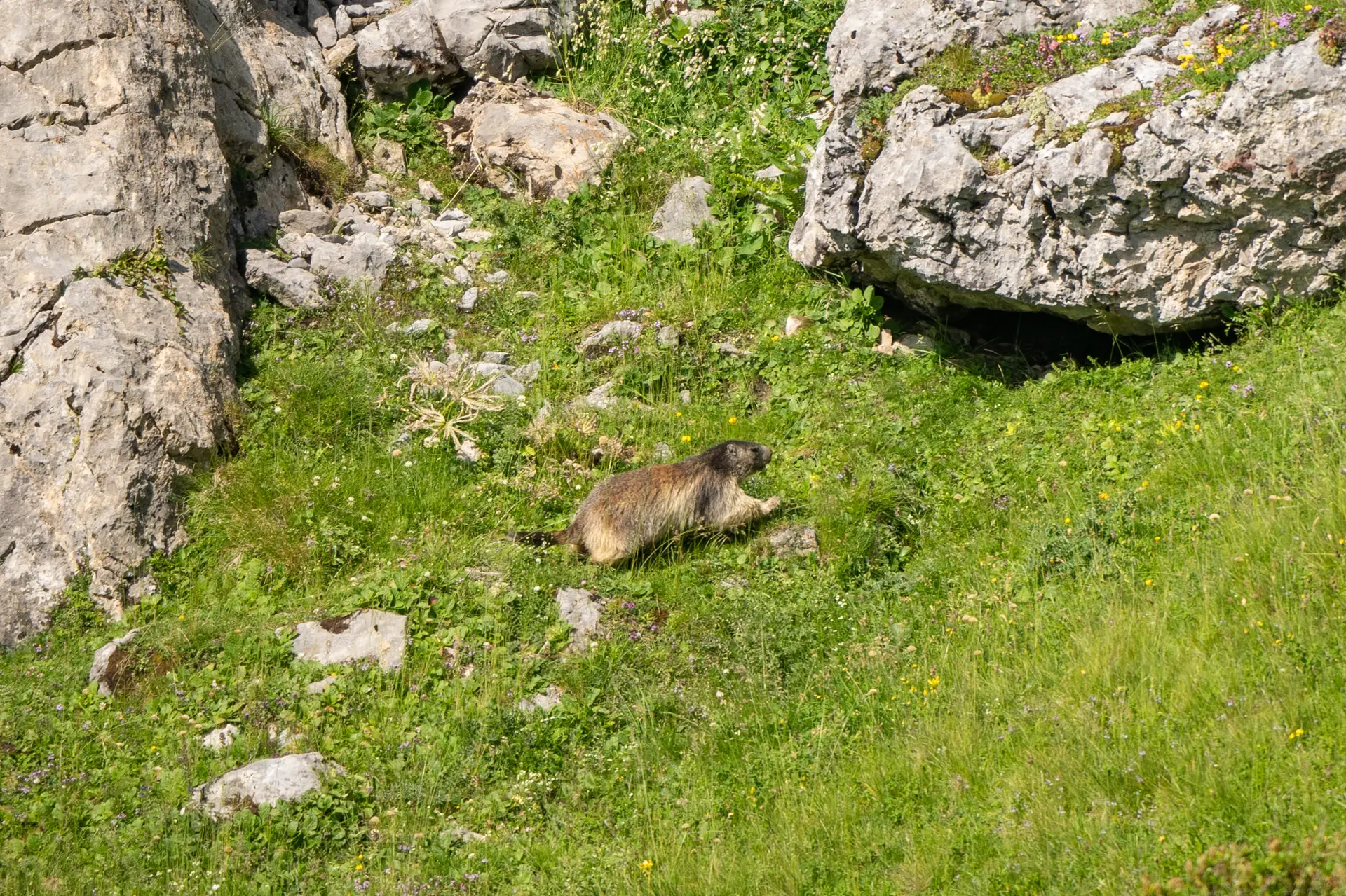 Marmotte à La Pierre Saint-Martin