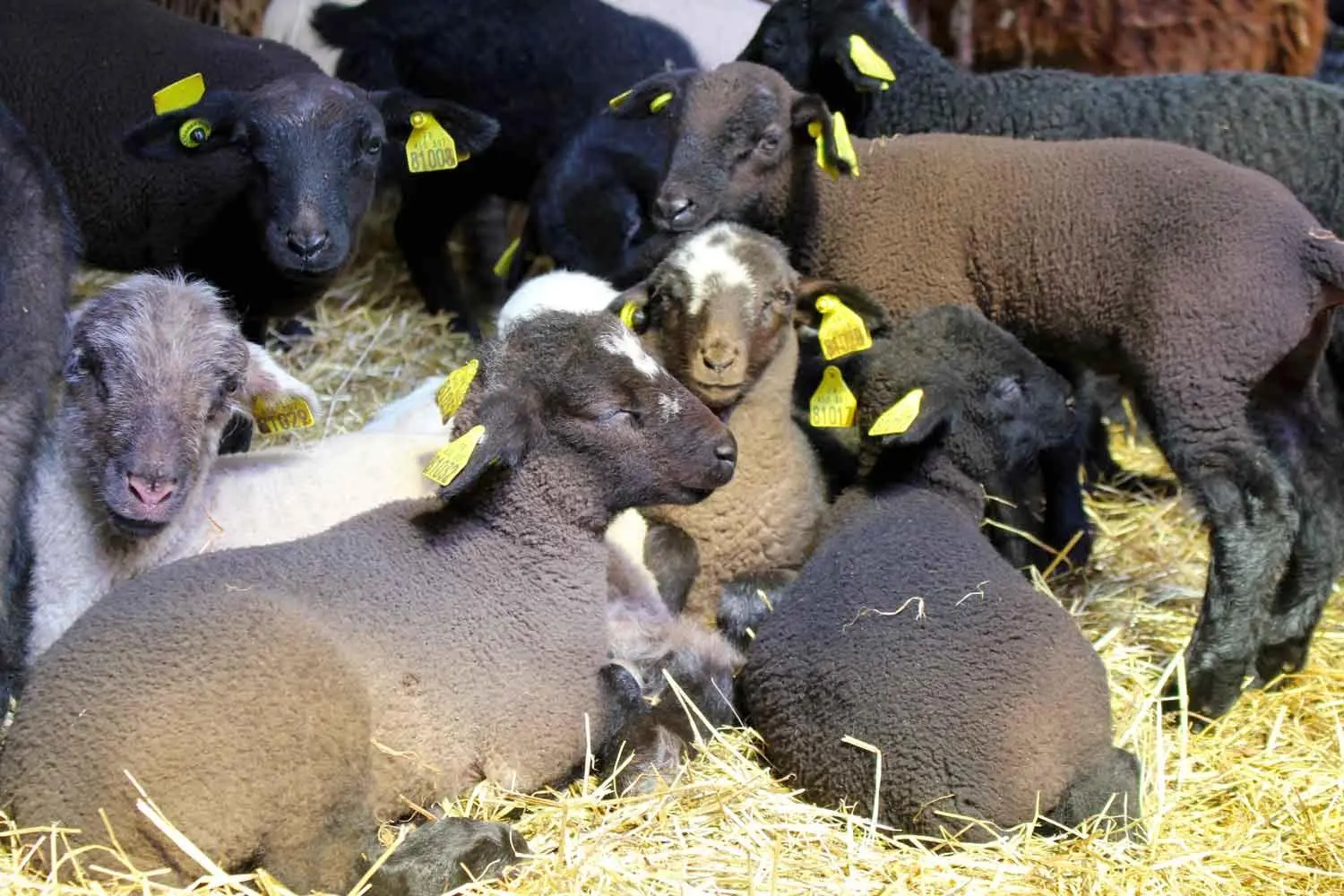 Agneaux Ferme Soubille