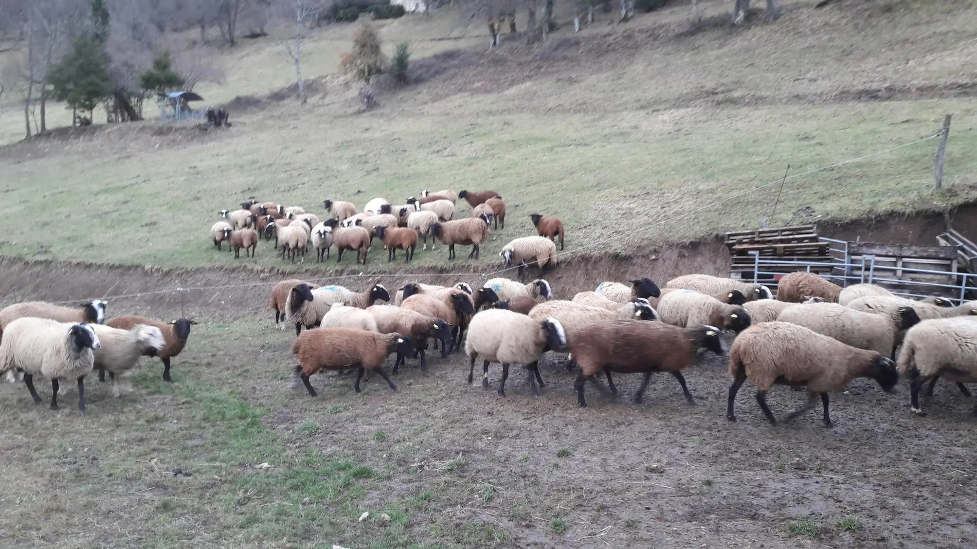 Brebis Ferme Soubille