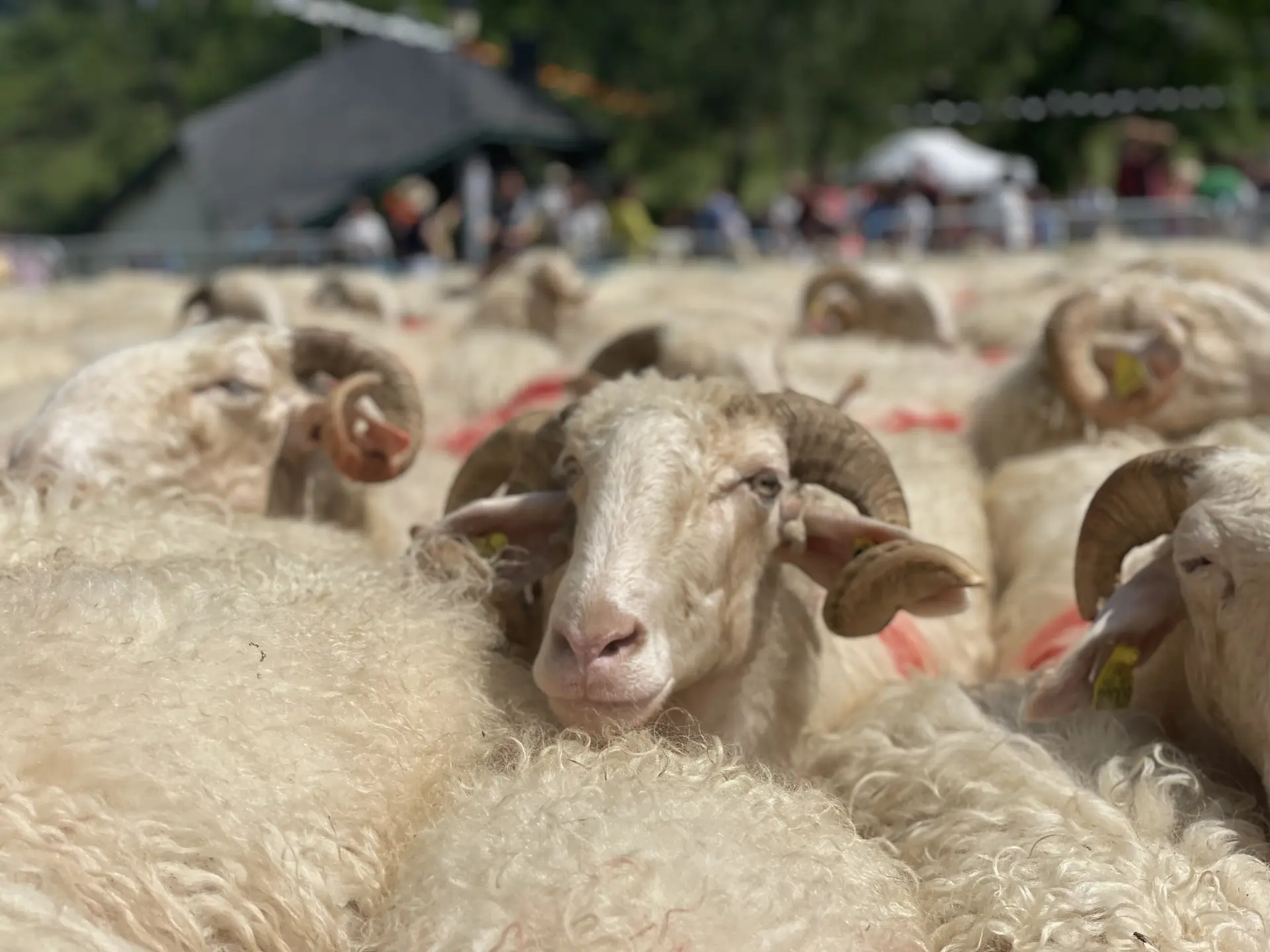 Rencontre du troupeau lors de la fête des estives à Issarbe