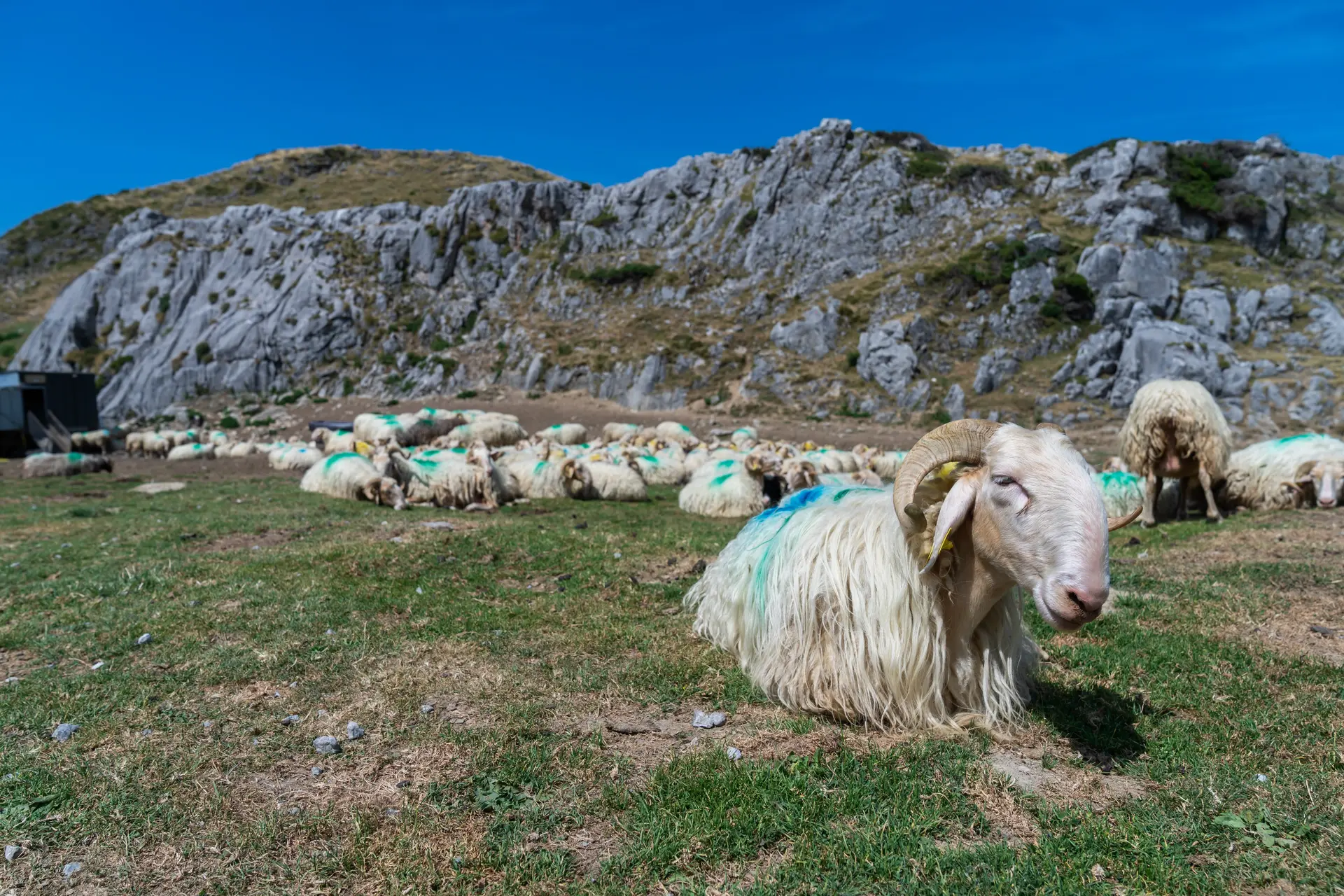 Troupeau de brebis en estive à La Pierre Saint-Martin