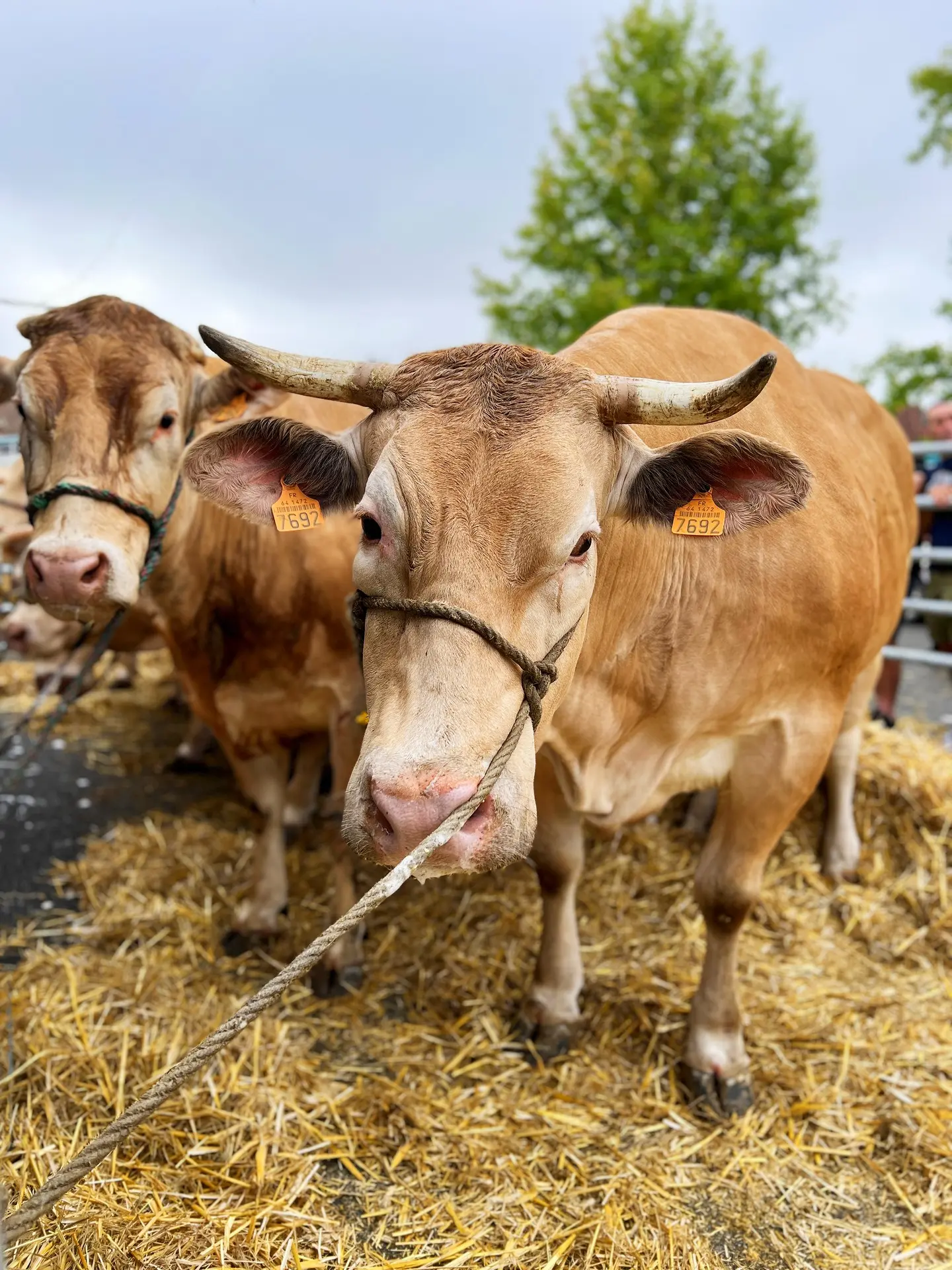 Fête de la Blonde d'Aquitaine