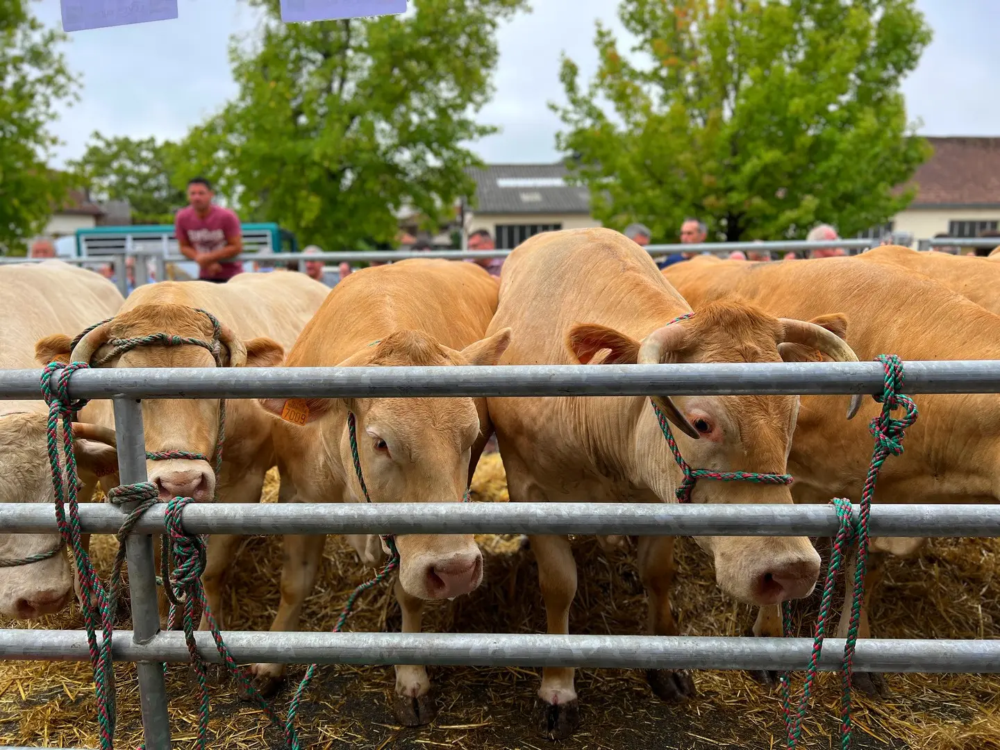 Fête de la Blonde d'Aquitaine