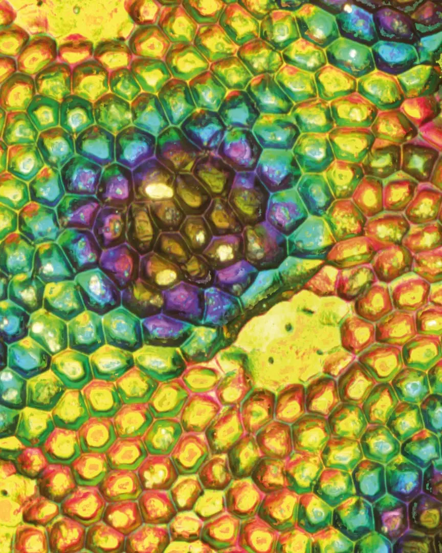 Fluorest