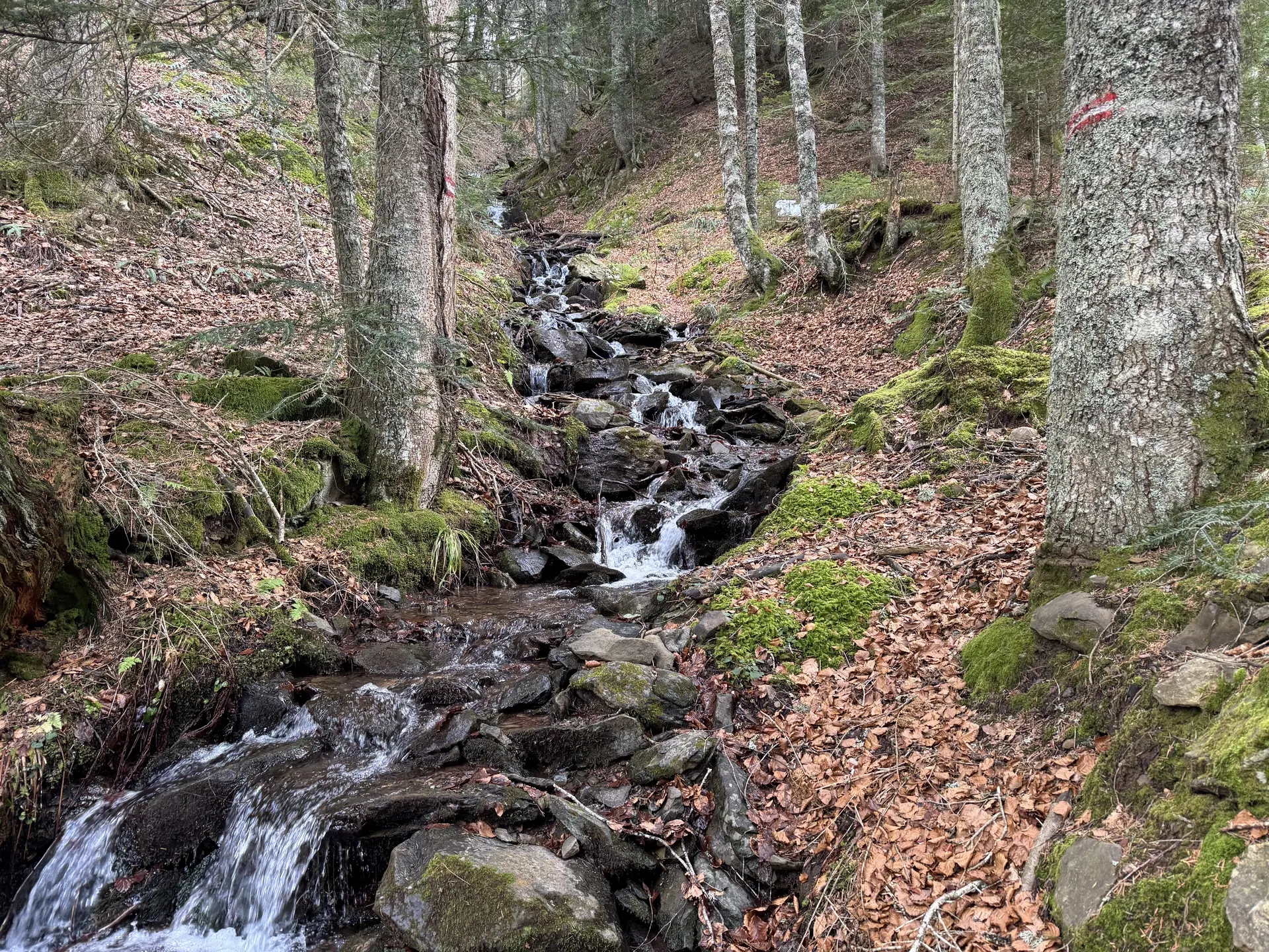 Randonnée sur les traces de la faune sauvage