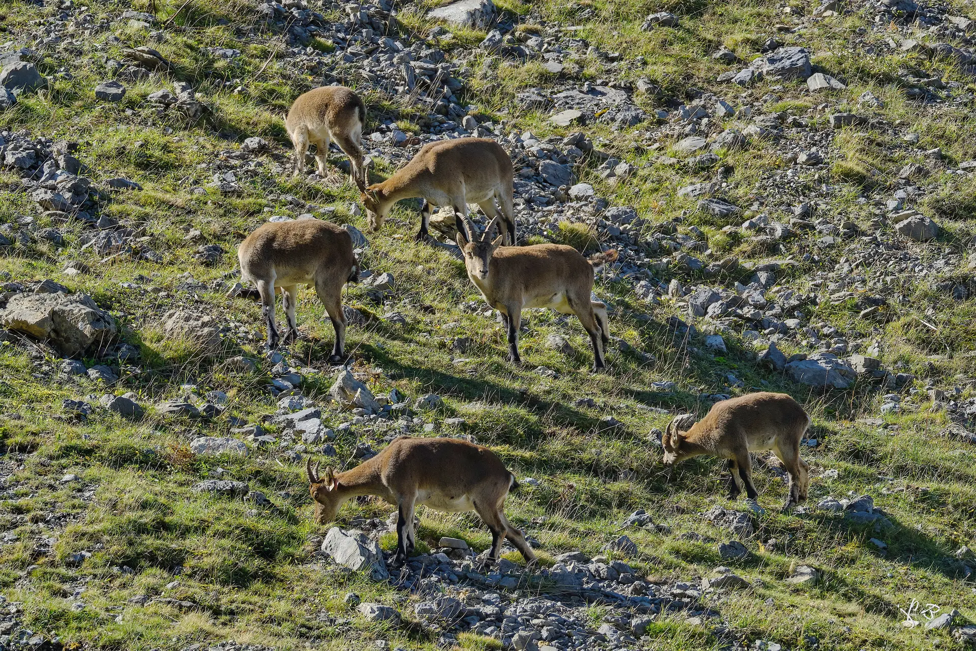 Sur les traces des bouquetins 3