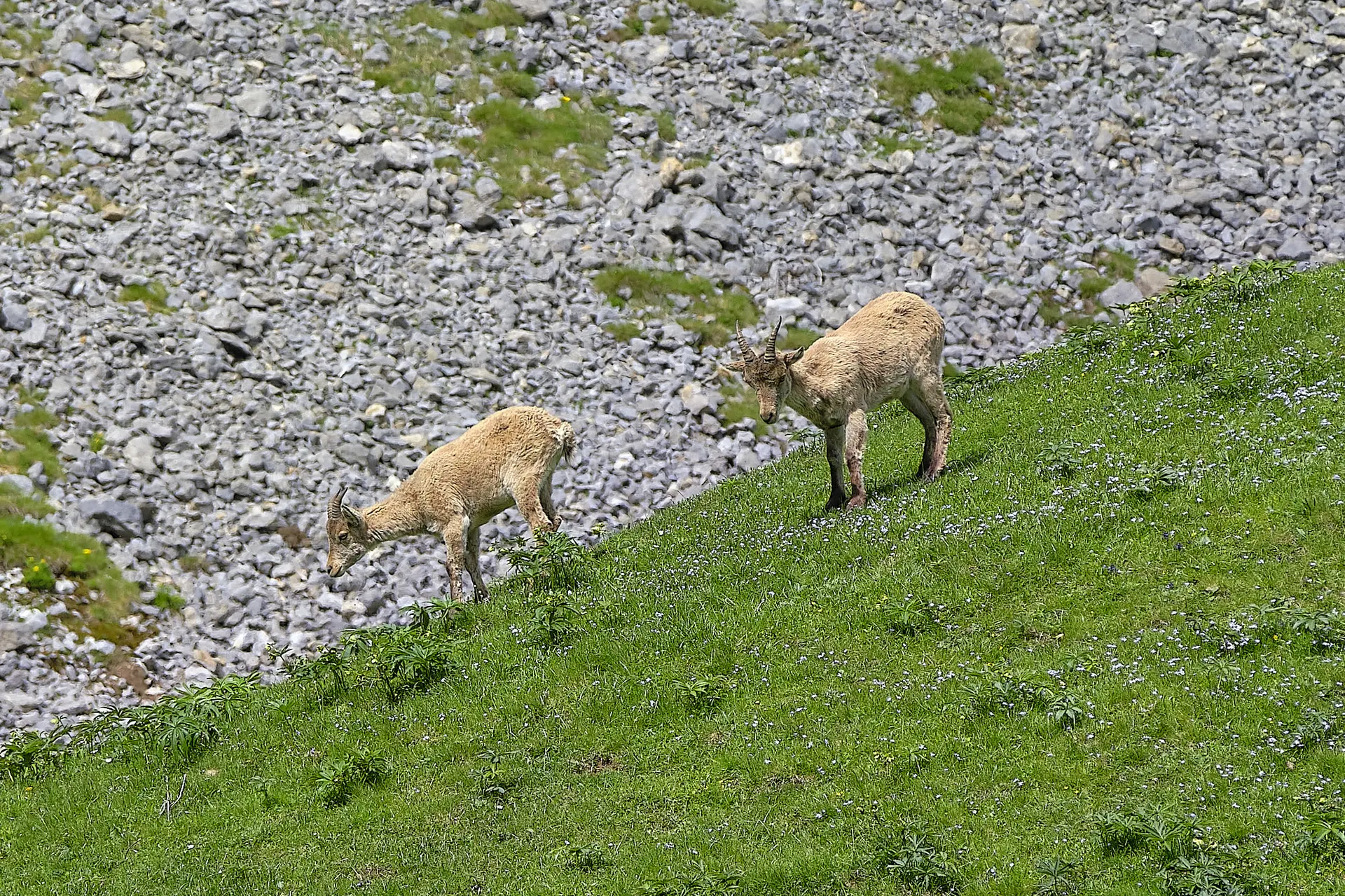 Sur les traces des bouquetins 2