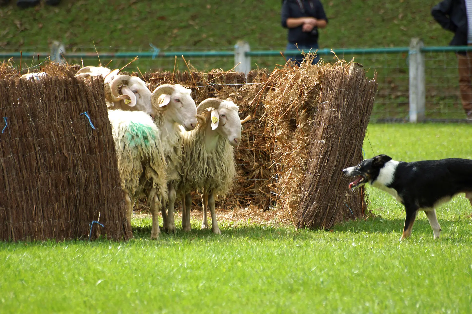 Le concours de chien de berger de la Fête des bergers d'Aramits