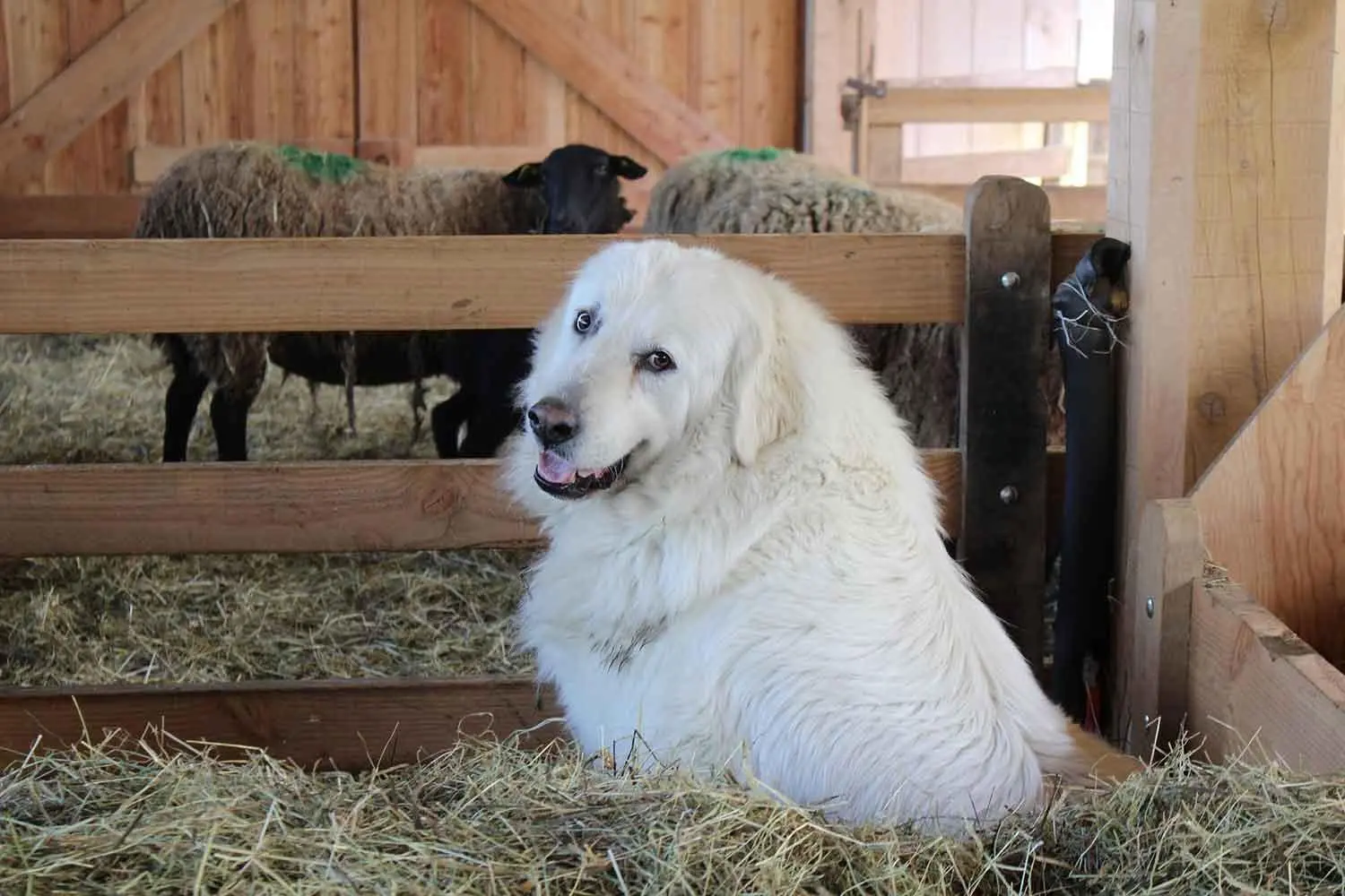 Patou Ferme Soubille